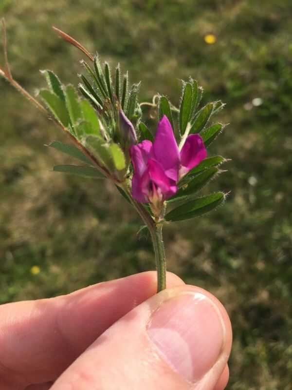 Onobrychis aequidentata flower