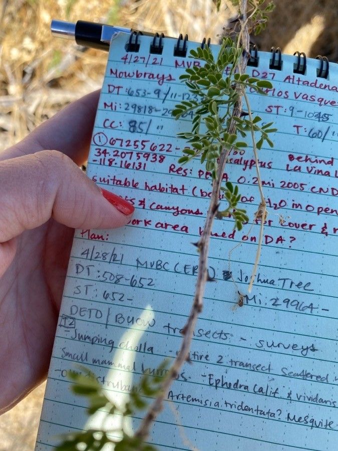Prosopis pubescens leaf
