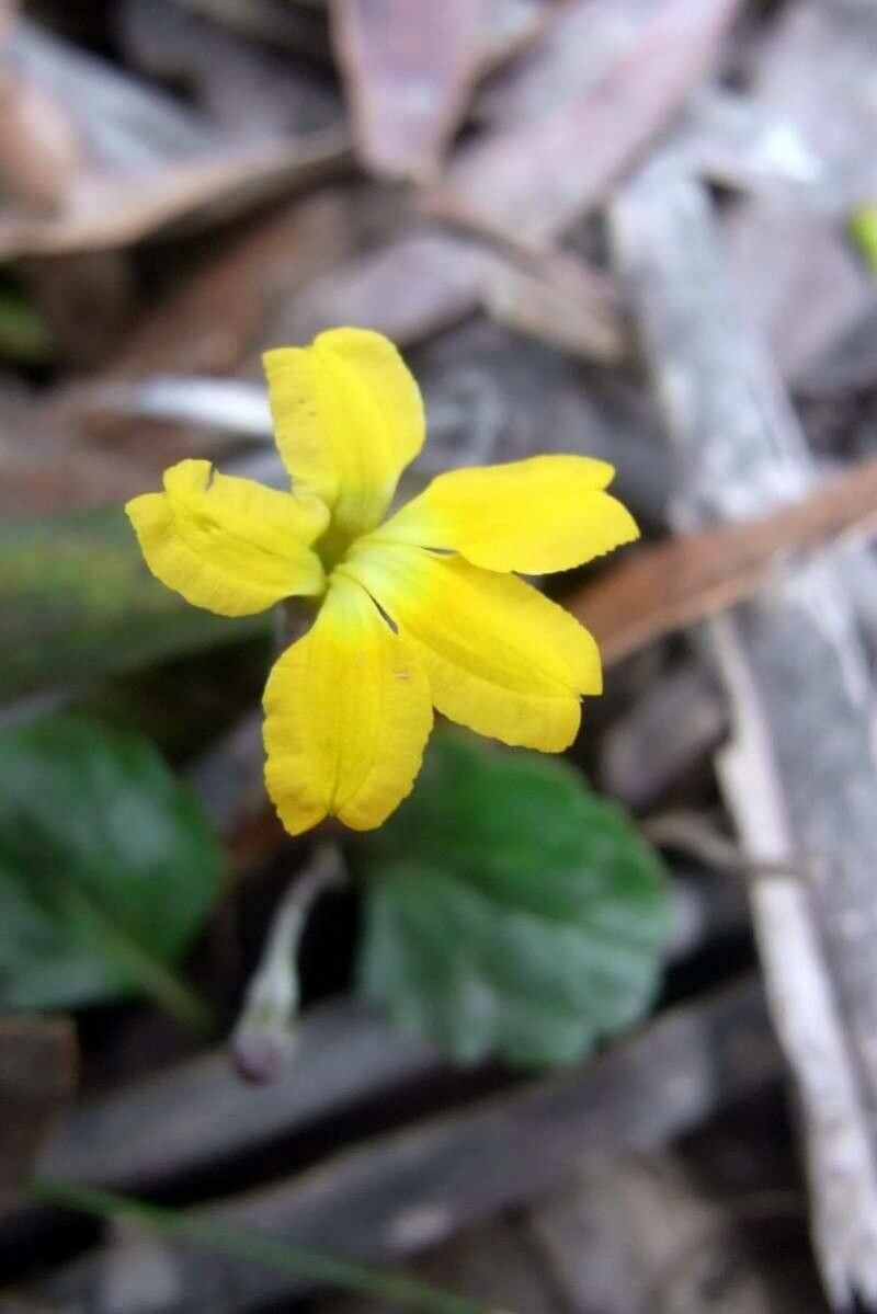 Goodenia hederacea flower