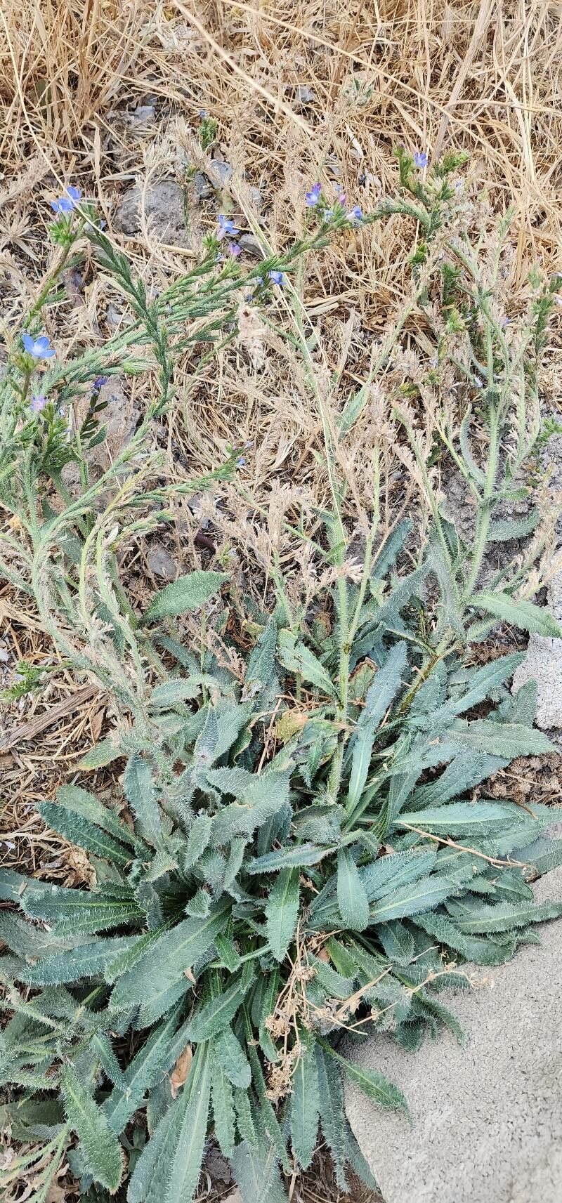 Anchusa iranica habit
