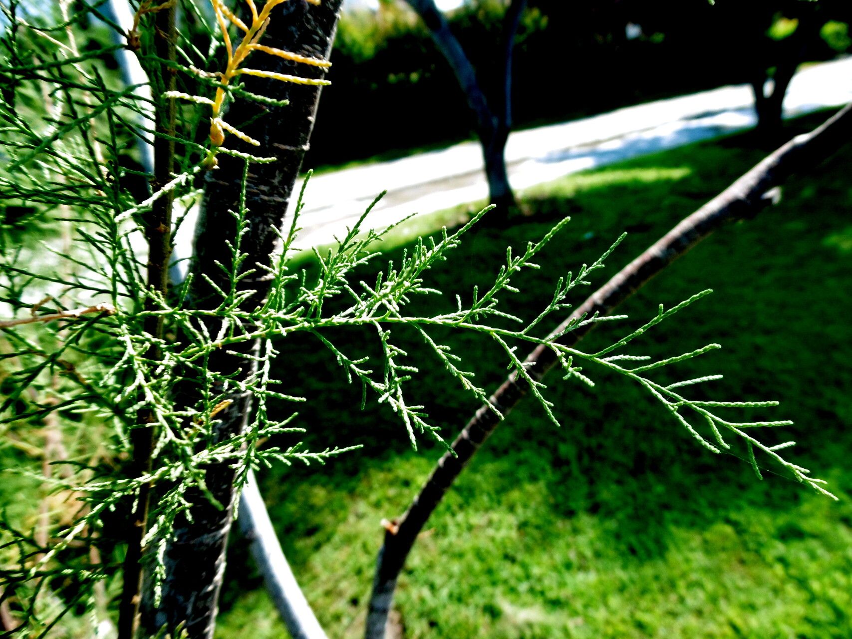 Tamarix gracilis leaf