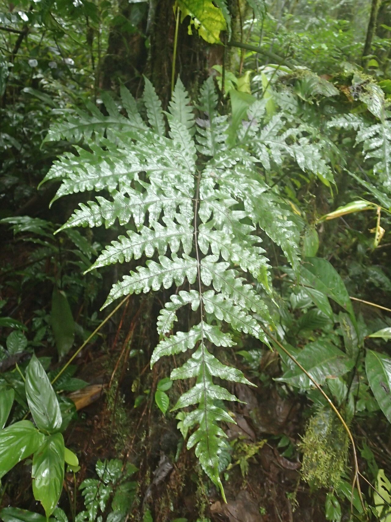Tectaria camerooniana leaf
