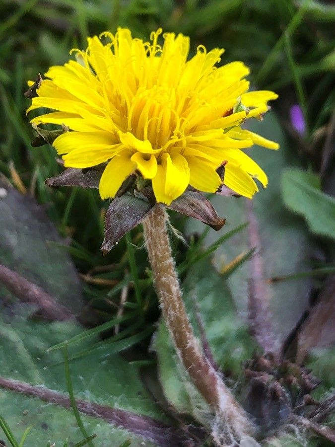 Taraxacum obovatum flower