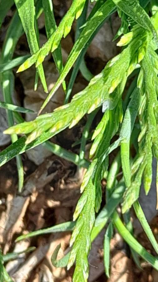 Lycopodium × issleri flower