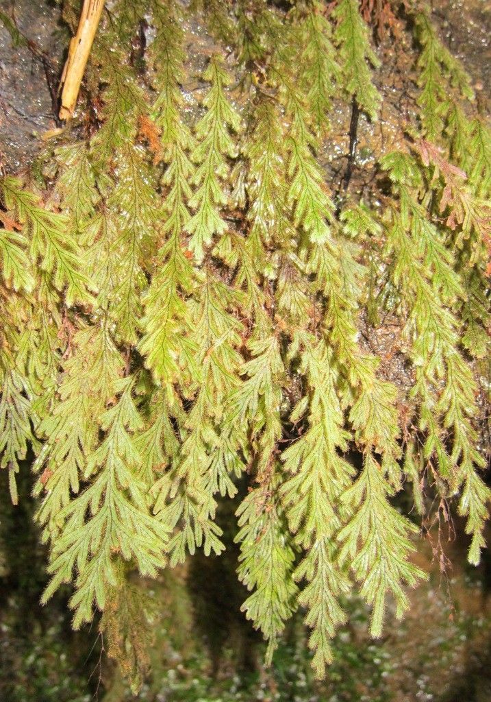 Hymenophyllum subobtusum habit
