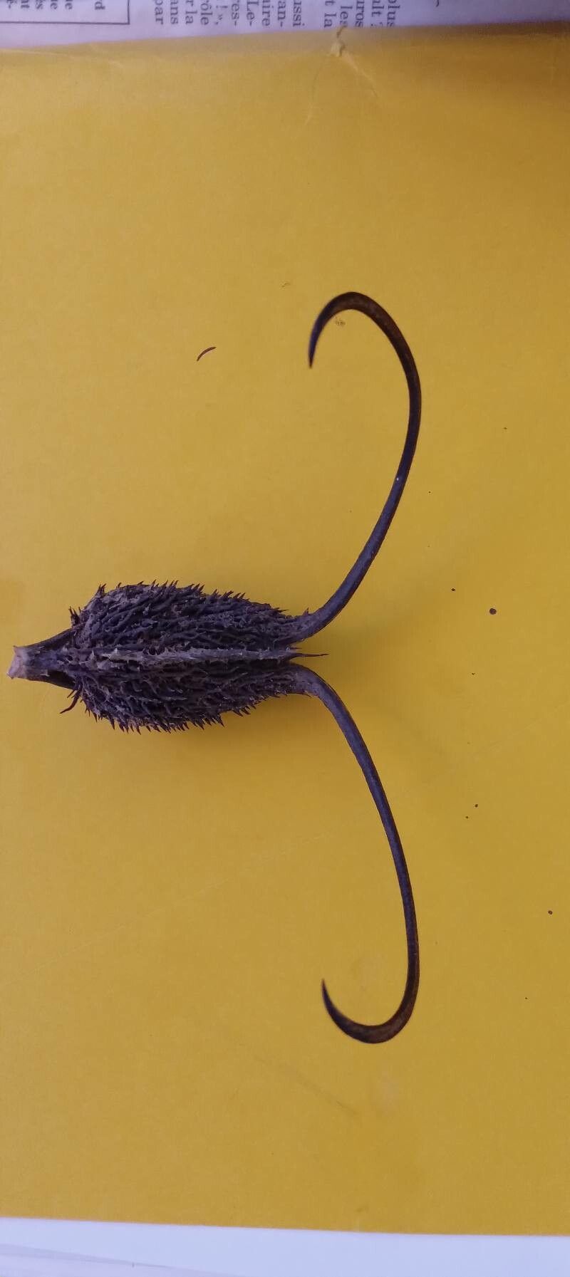 Ibicella lutea fruit