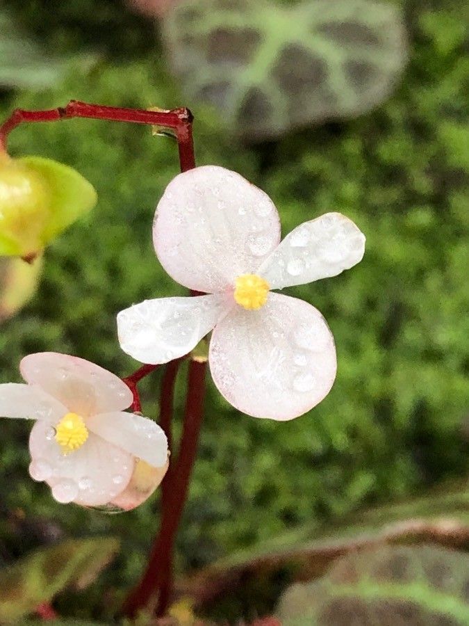 Begonia rajah flower