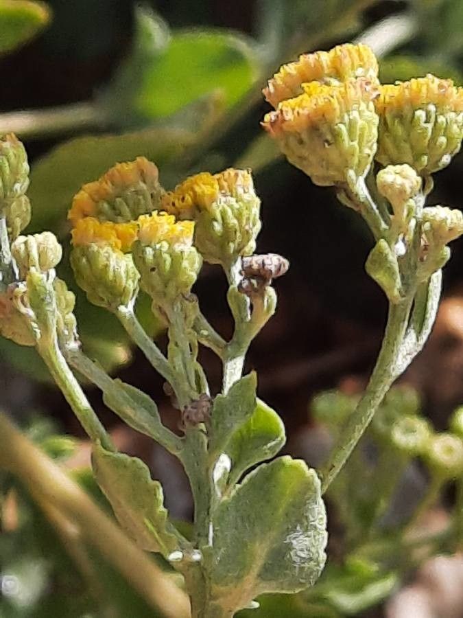 Tanacetum balsamita flower