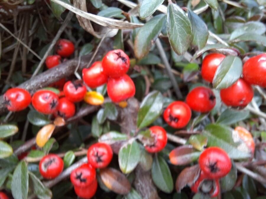 Cotoneaster dammeri fruit