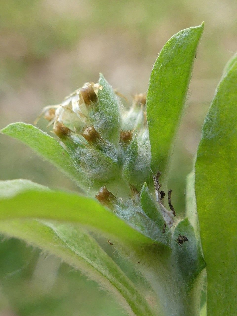 Gnaphalium purpureum flower