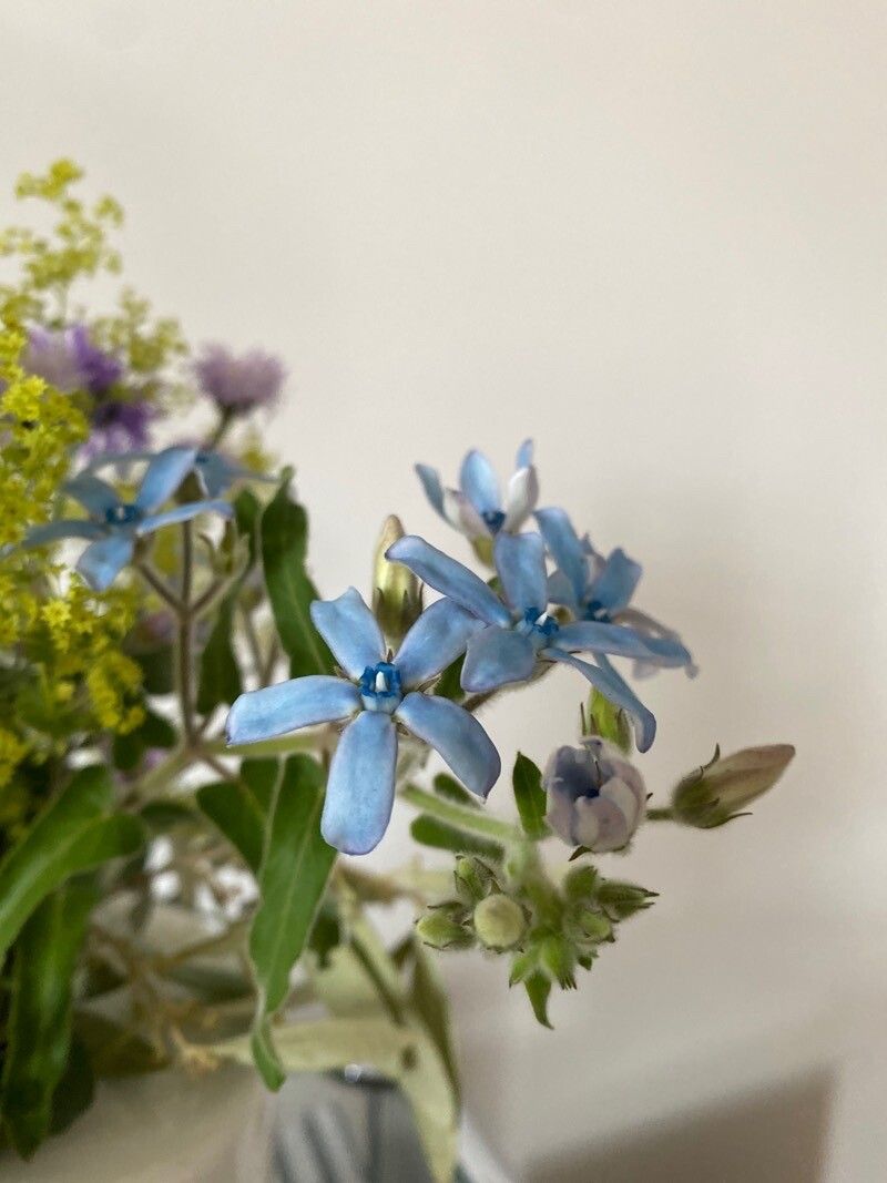 Oxypetalum coeruleum other