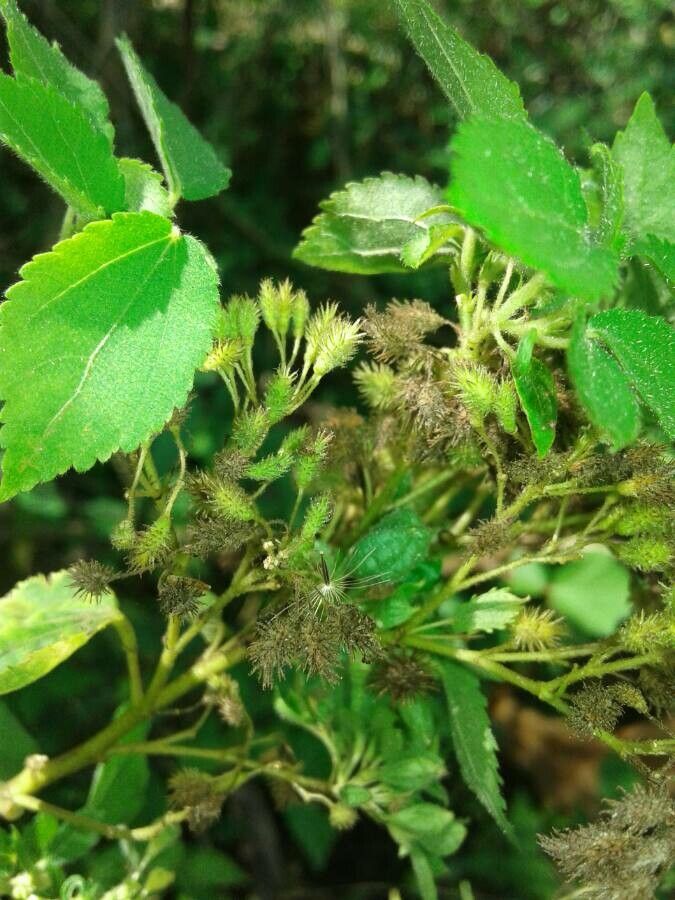 Triumfetta semitriloba flower