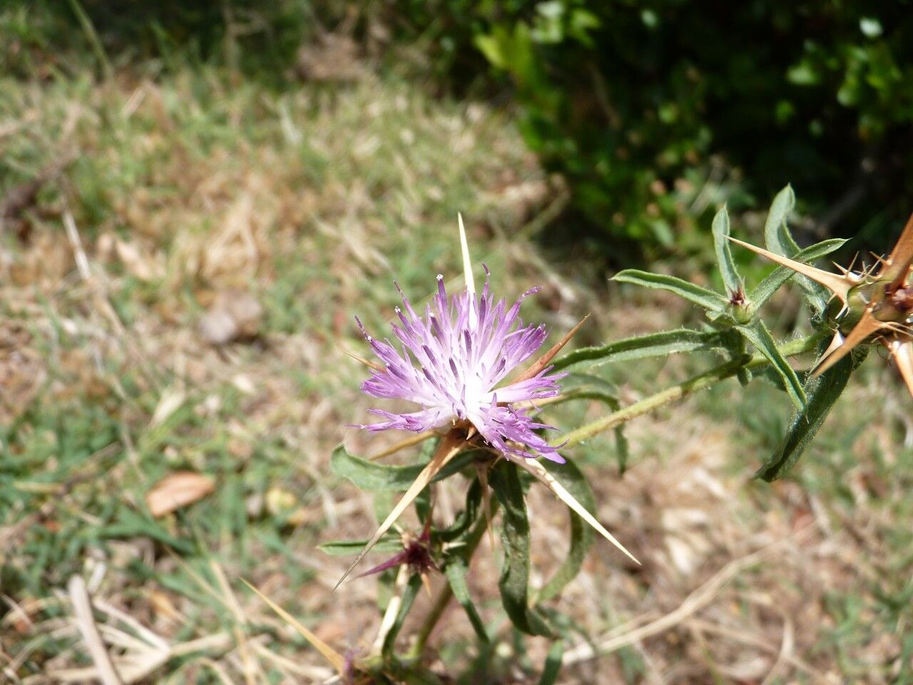 Centaurea calcitrapa flower