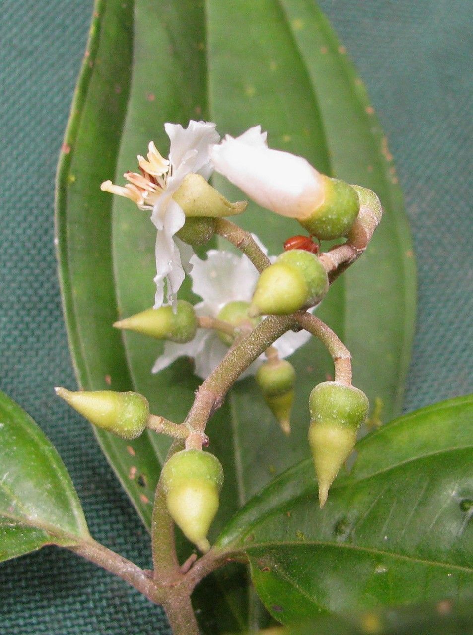 Miconia tenuifolia fruit