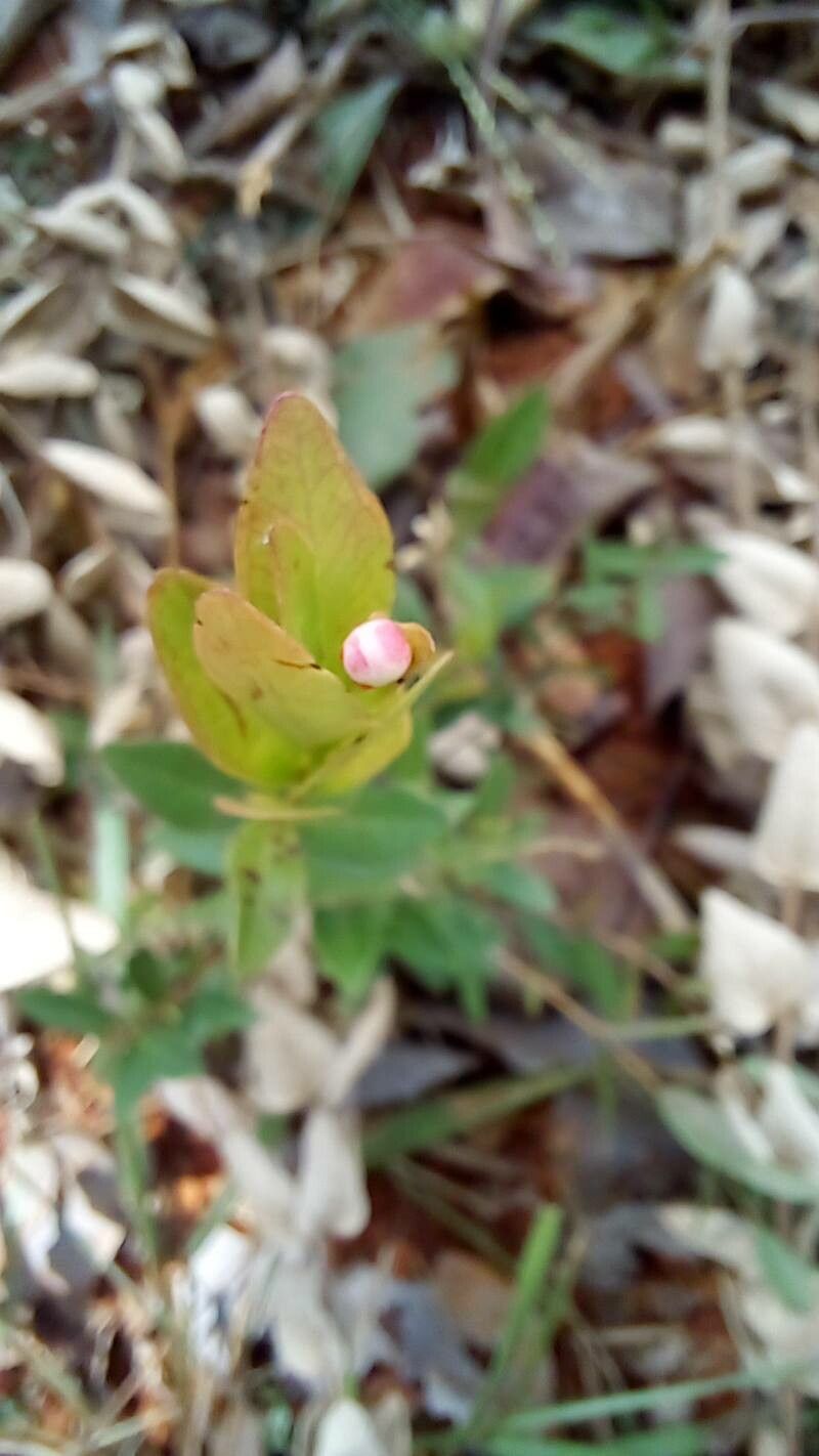 Eugenia cristaensis flower