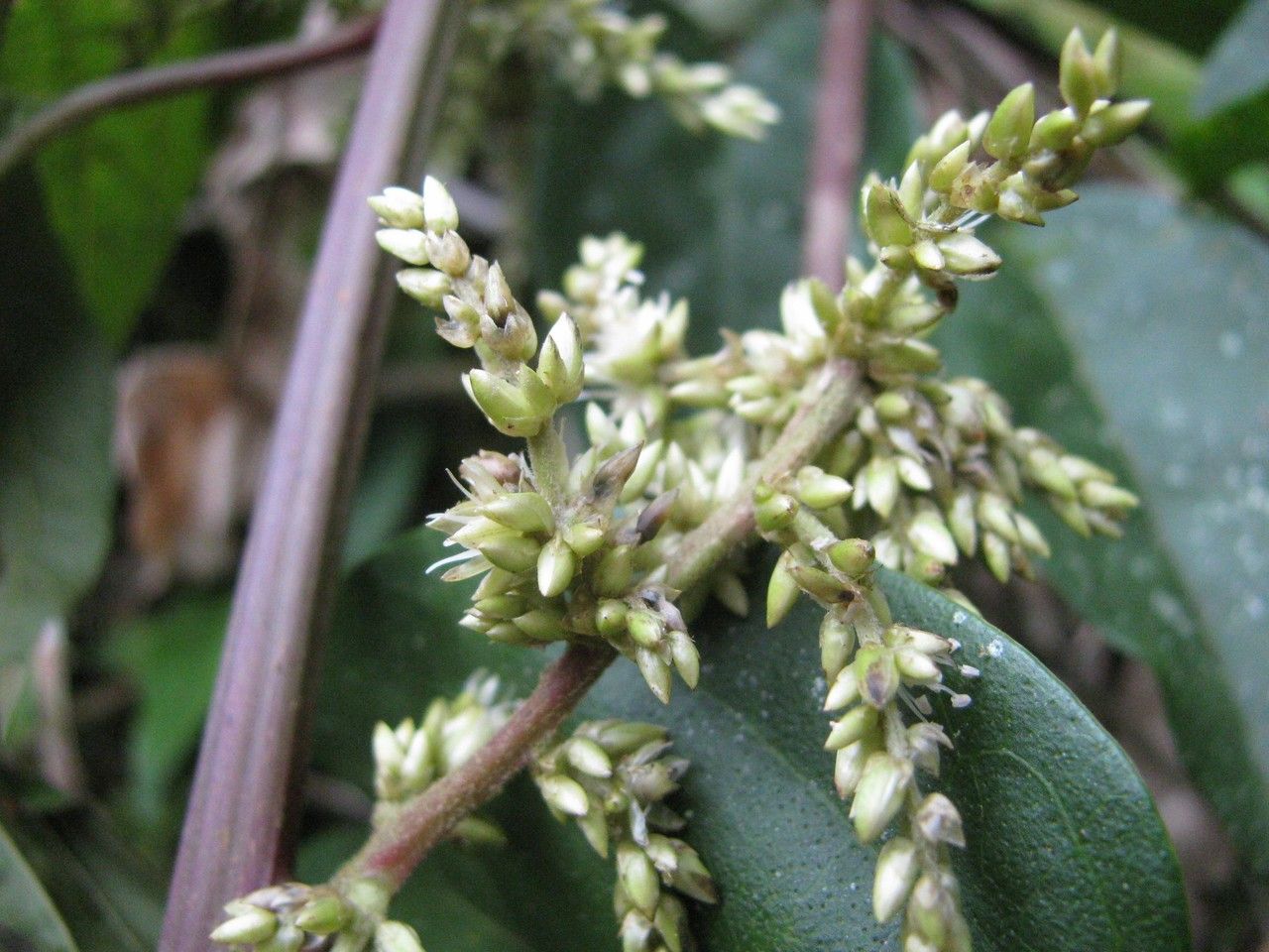 Chamissoa acuminata flower