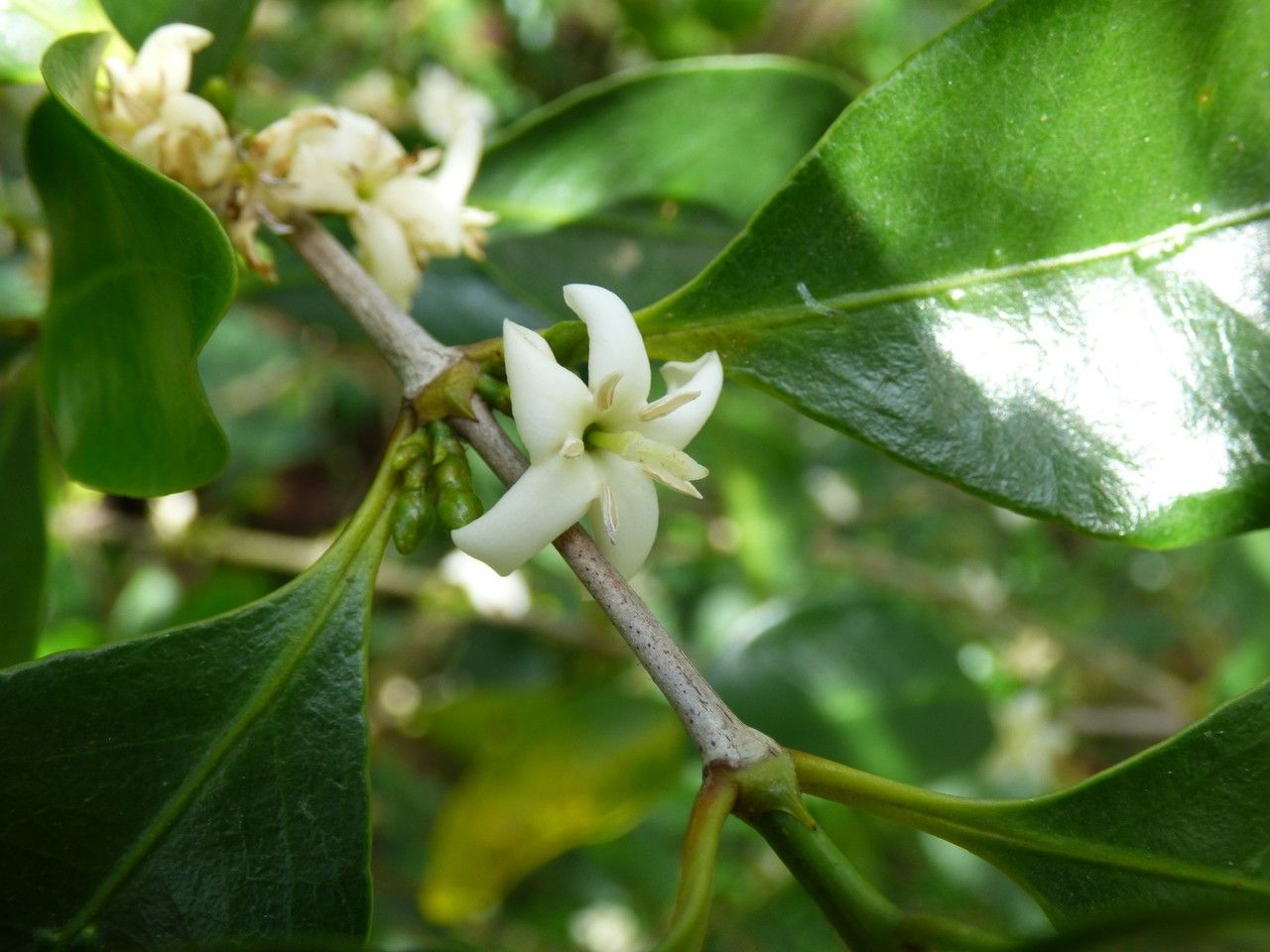 Coffea mauritiana flower