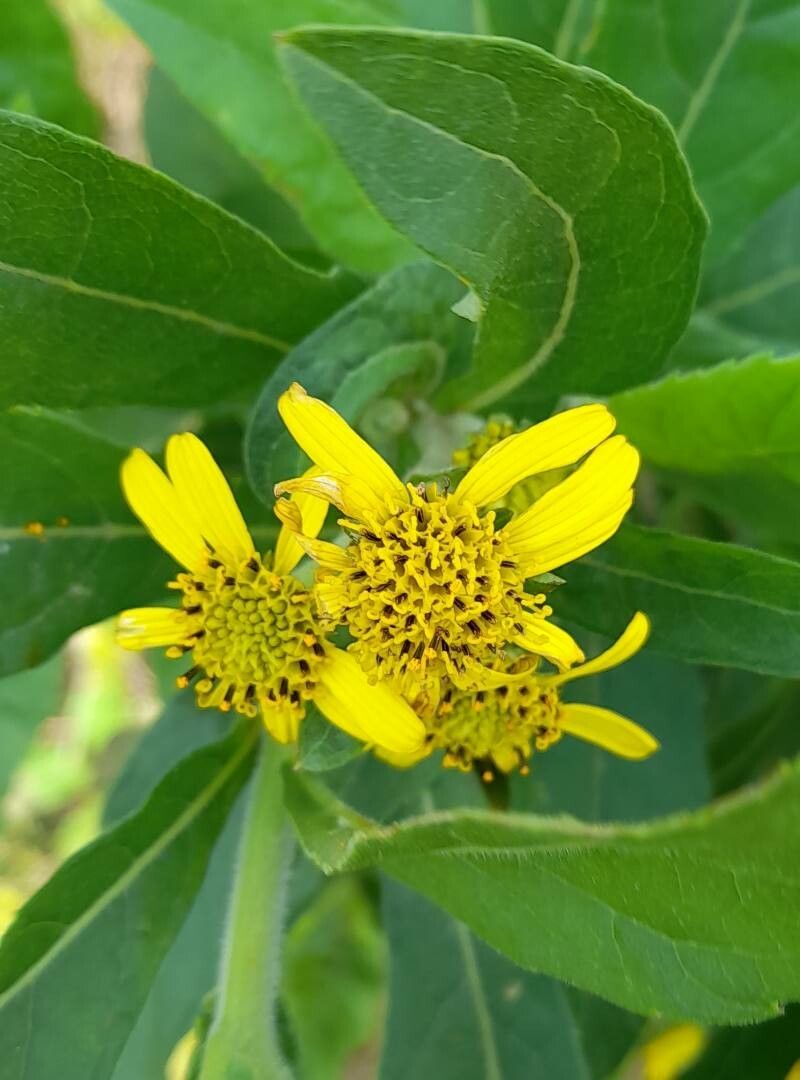 Verbesina sordescens — houseplant care guide