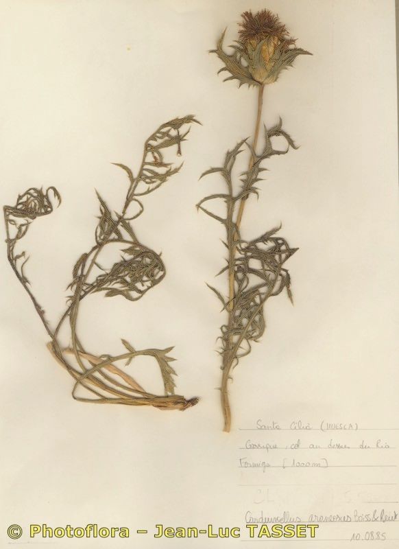 Carthamus hispanicus other