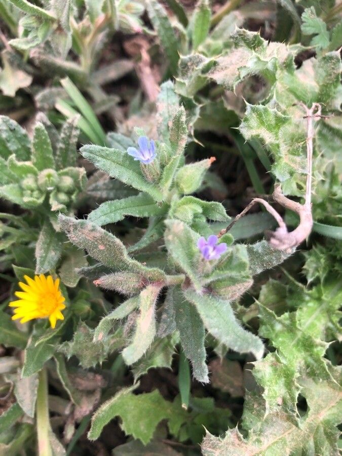 Nonea micrantha — houseplant care guide