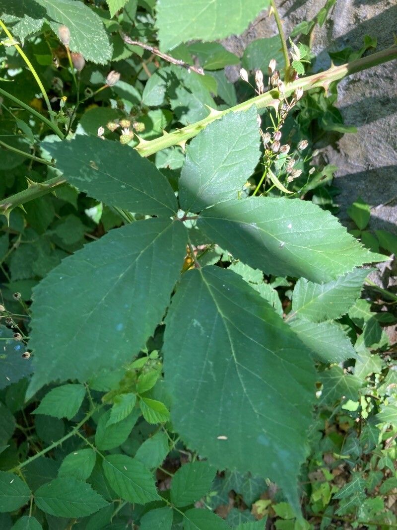 Rubus bipartitus leaf