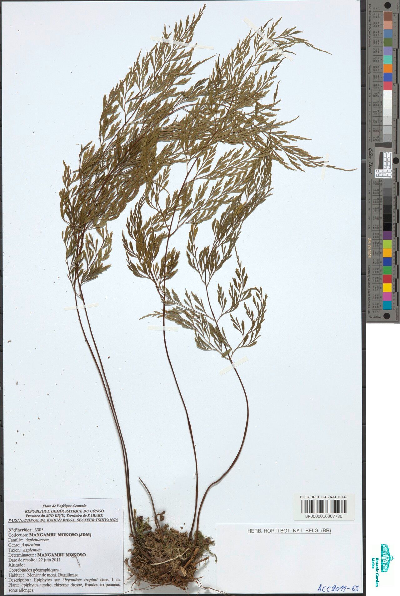 Asplenium linckii — houseplant care guide