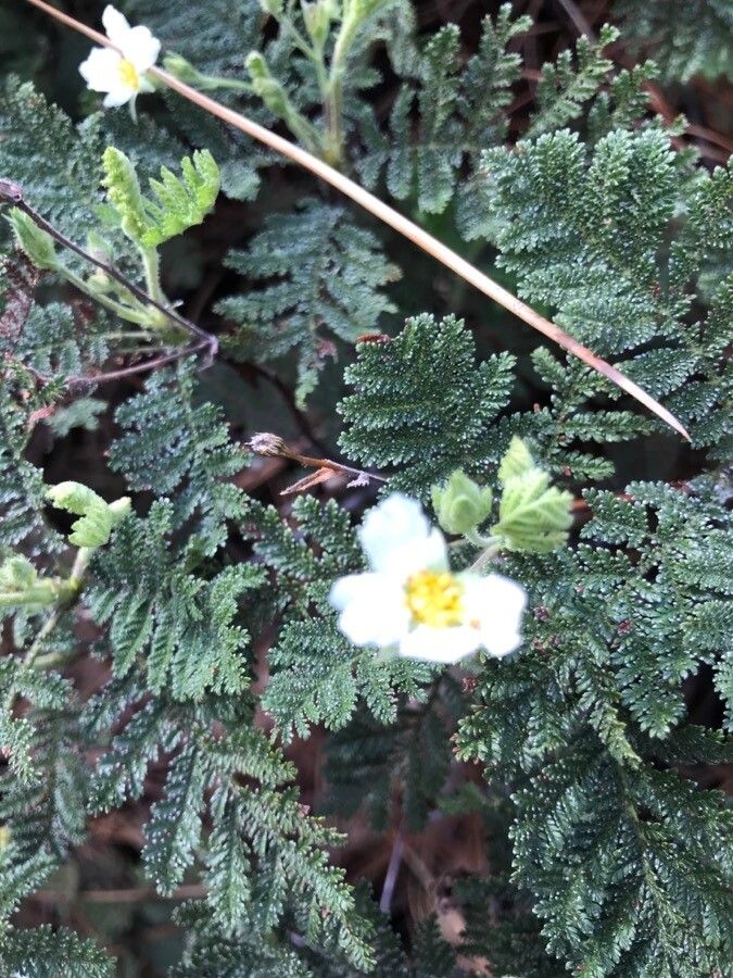 Chamaebatia foliolosa flower