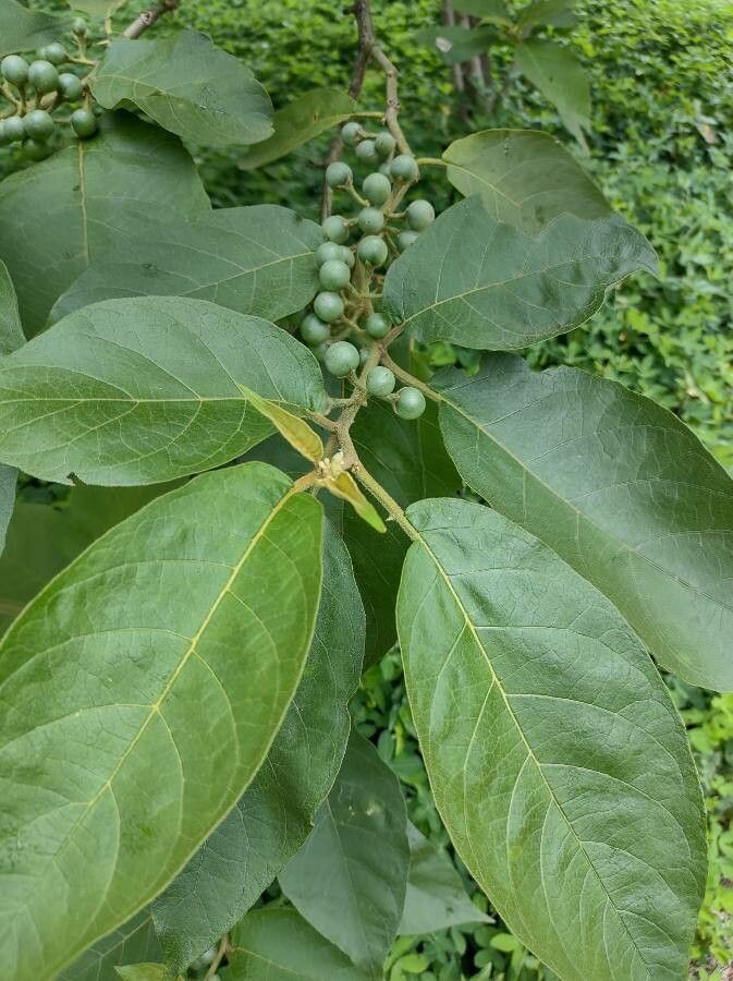 Solanum paniculatum leaf