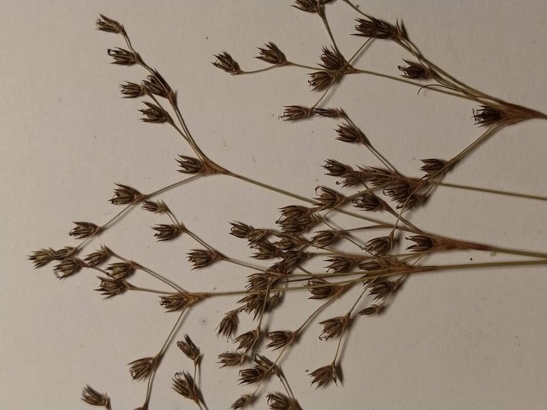 Juncus fernandez-carvajaliae flower