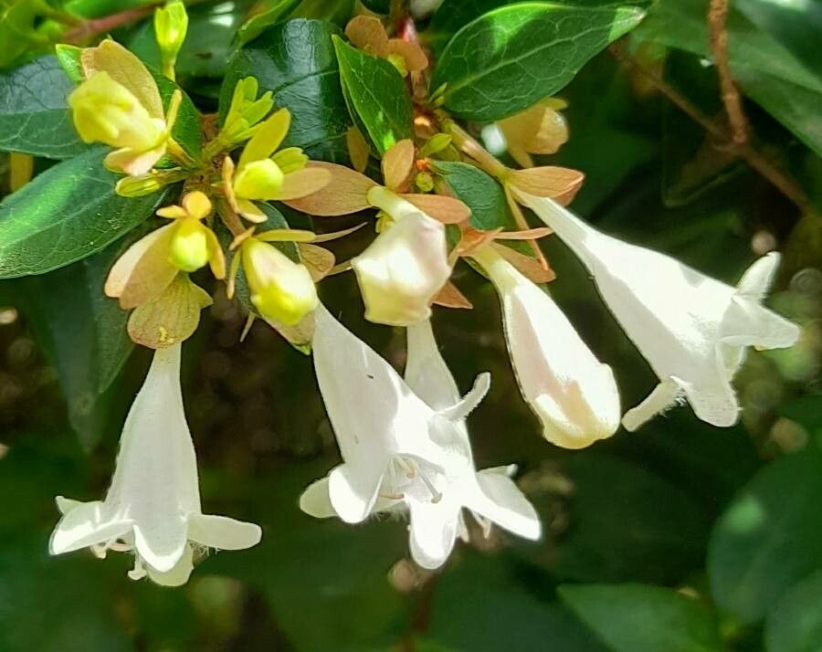 Abelia grandifolia flower