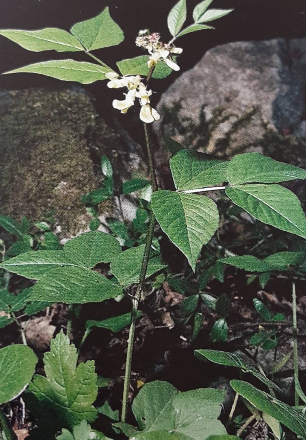 Vicia oroboides — houseplant care guide