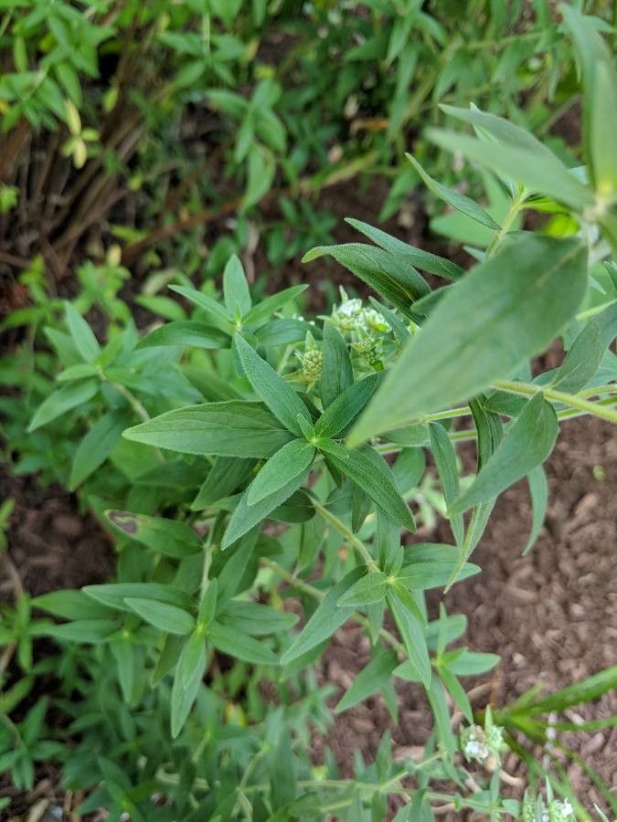 Pycnanthemum verticillatum — houseplant care guide