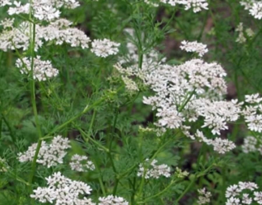 Pimpinella anisum flower