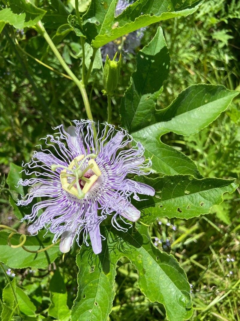 Passiflora incarnata