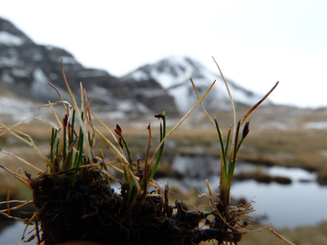 Eleocharis tucumanensis — search result for 'Eleocharis'