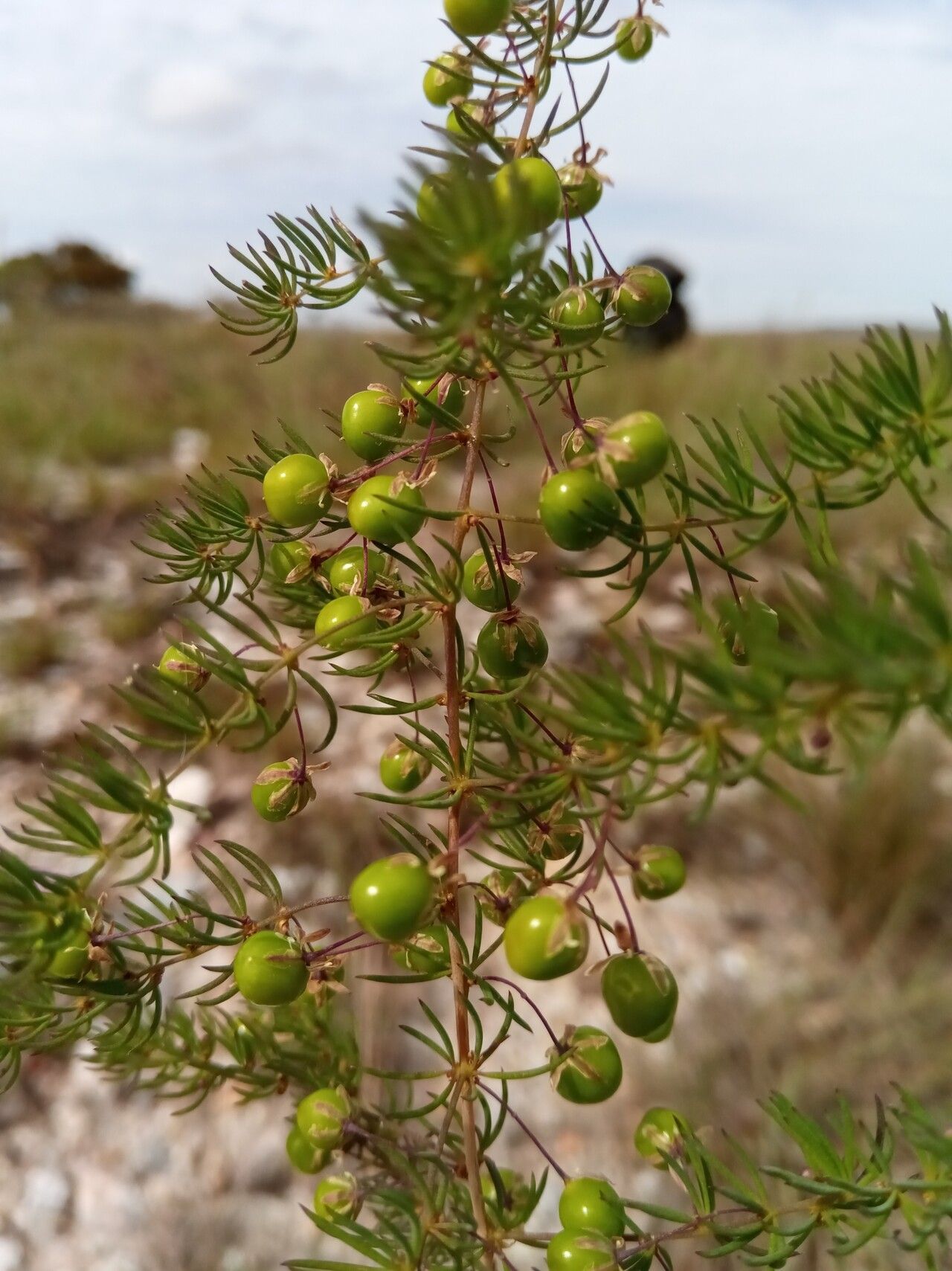 Asparagus madecassus fruit