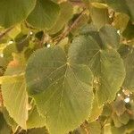 Tilia tomentosa