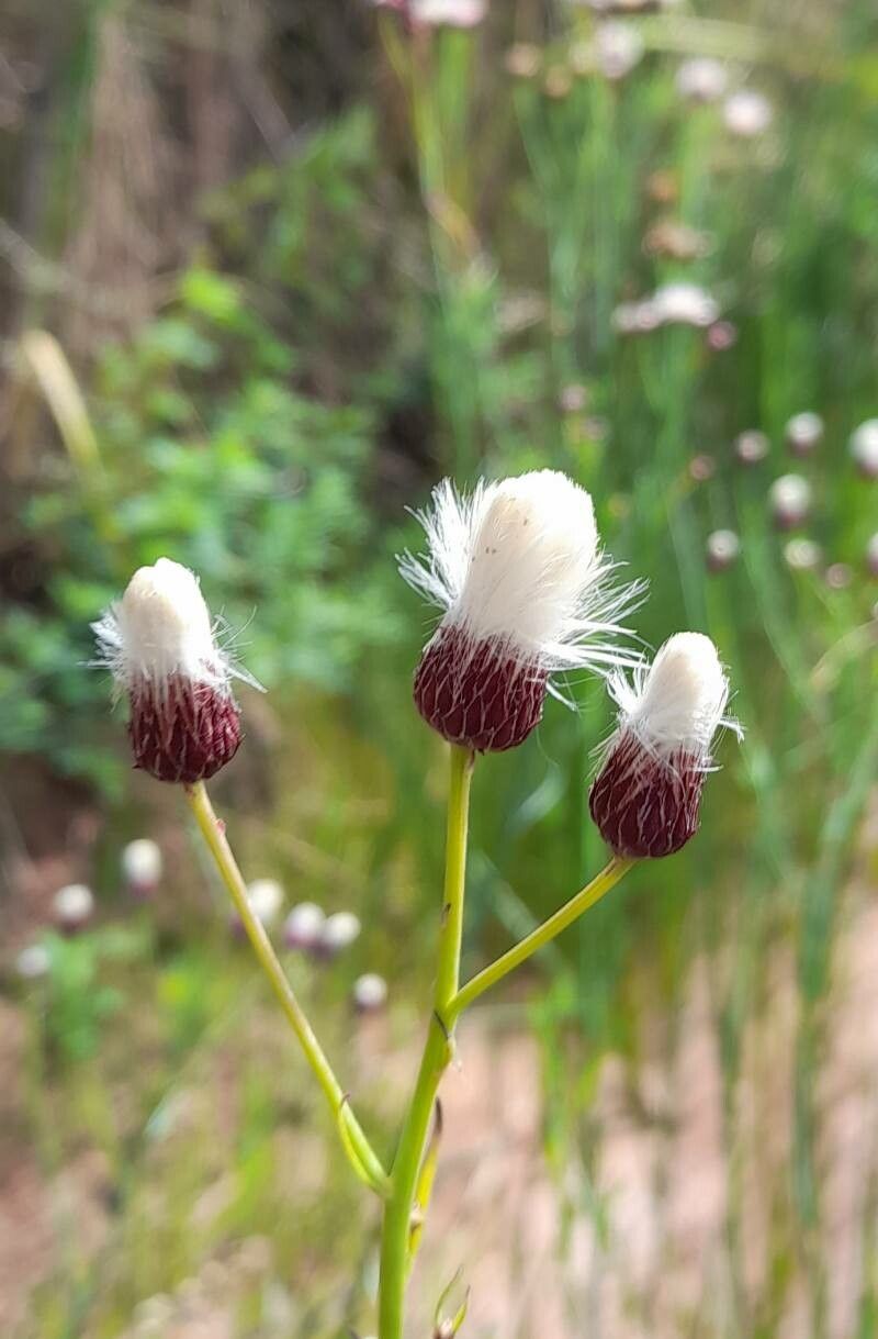 Baccharis juncea — search result for 'Baccharis'