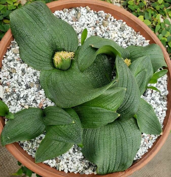 Massonia depressa habit