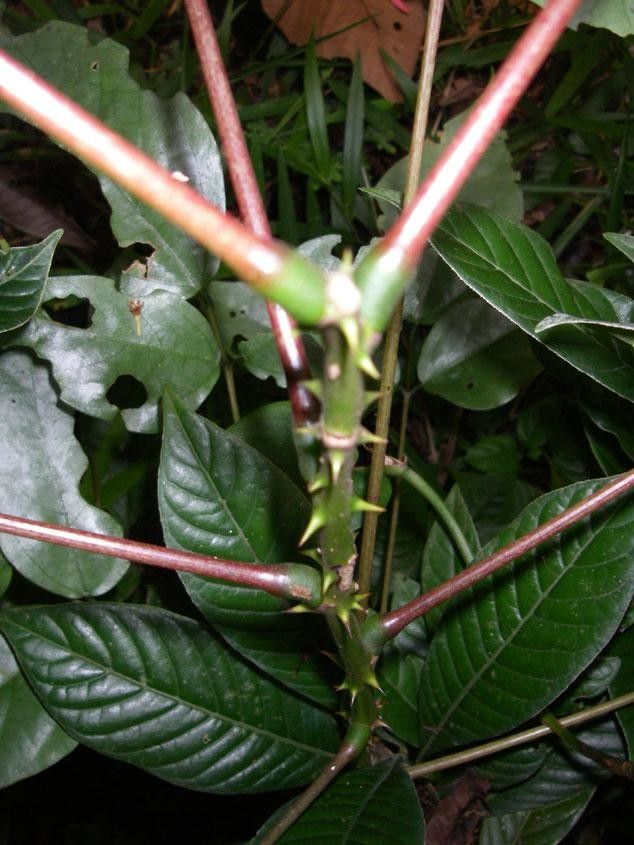 Erythrina cochleata other