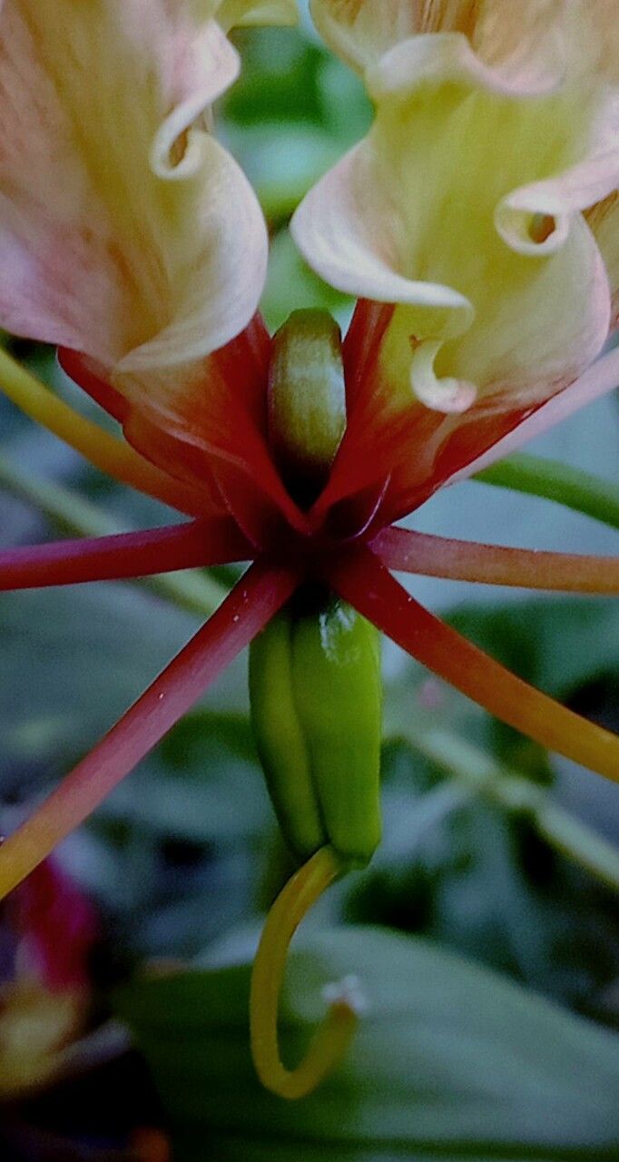 Gloriosa superba flower