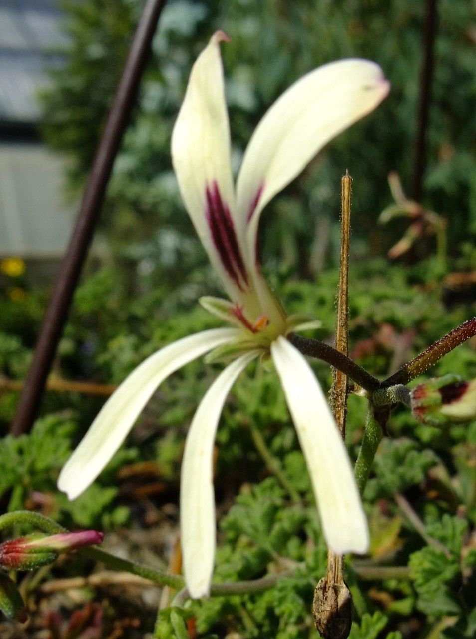 Pelargonium trifidum flower