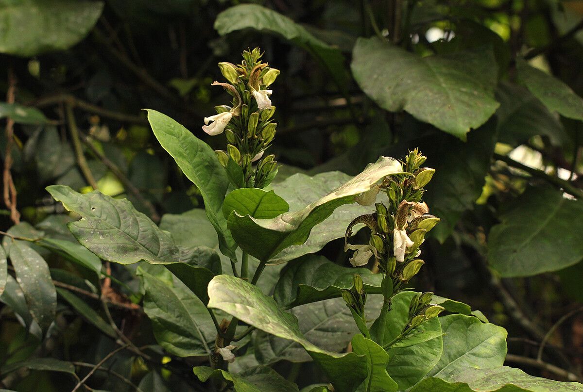 Justicia claessensii — houseplant care guide