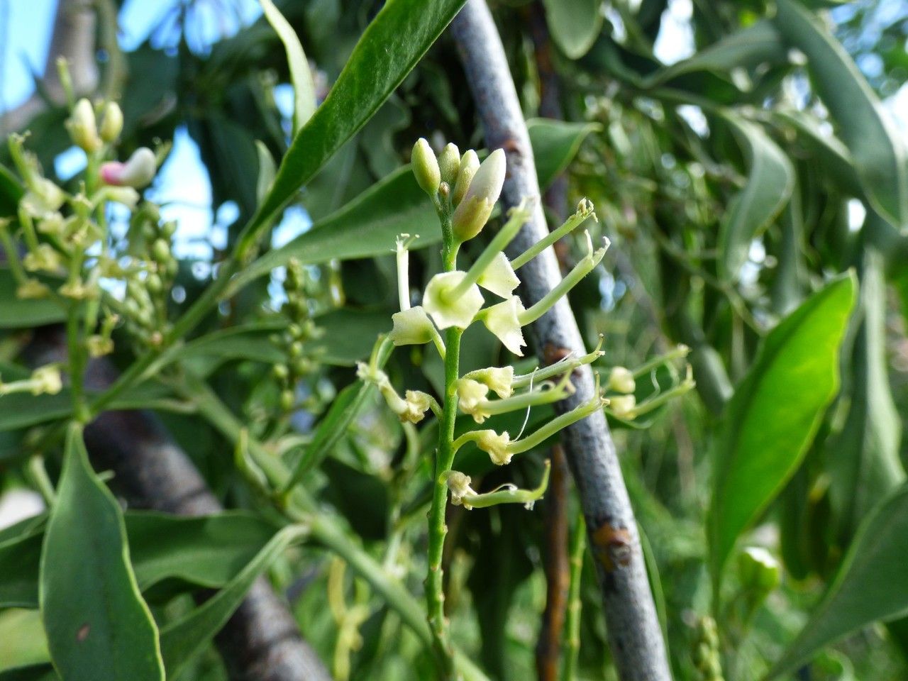 Indigofera ammoxylum fruit
