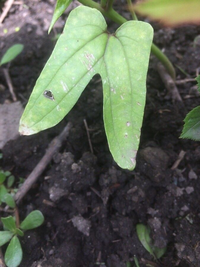 Dioscorea spiculiflora — search result for 'Dioscorea'