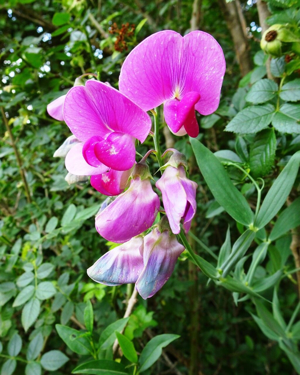 Lathyrus latifolius flower