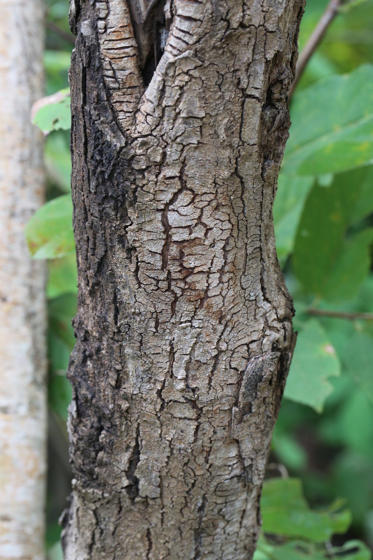 Grewia mollis bark