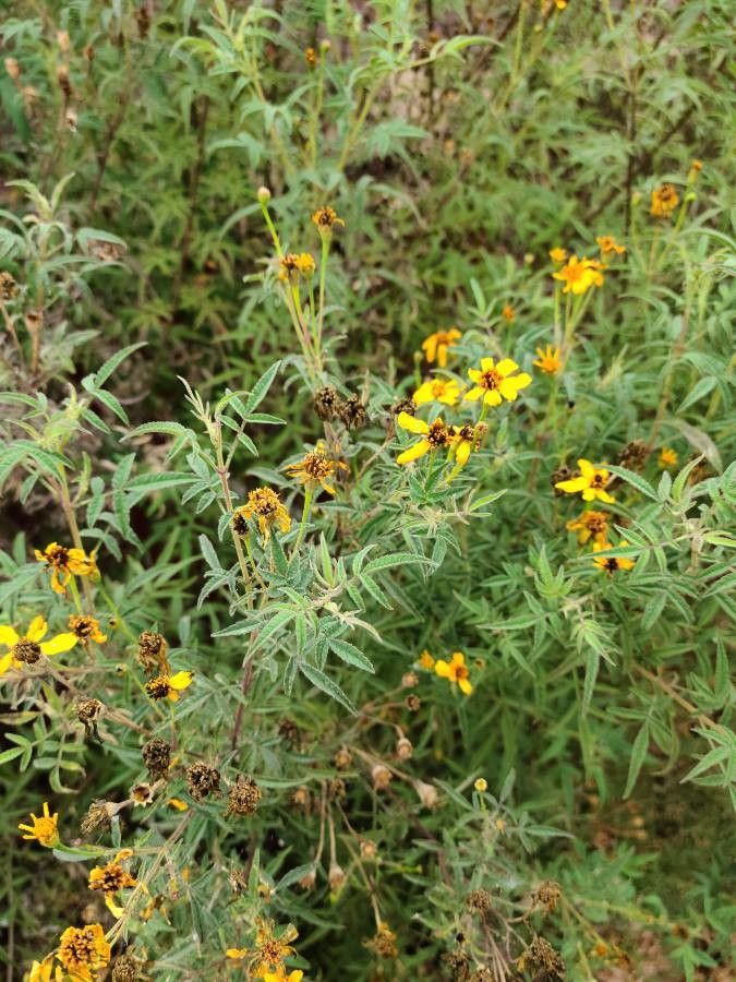 Tagetes lemmonii