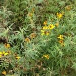 Tagetes lemmonii