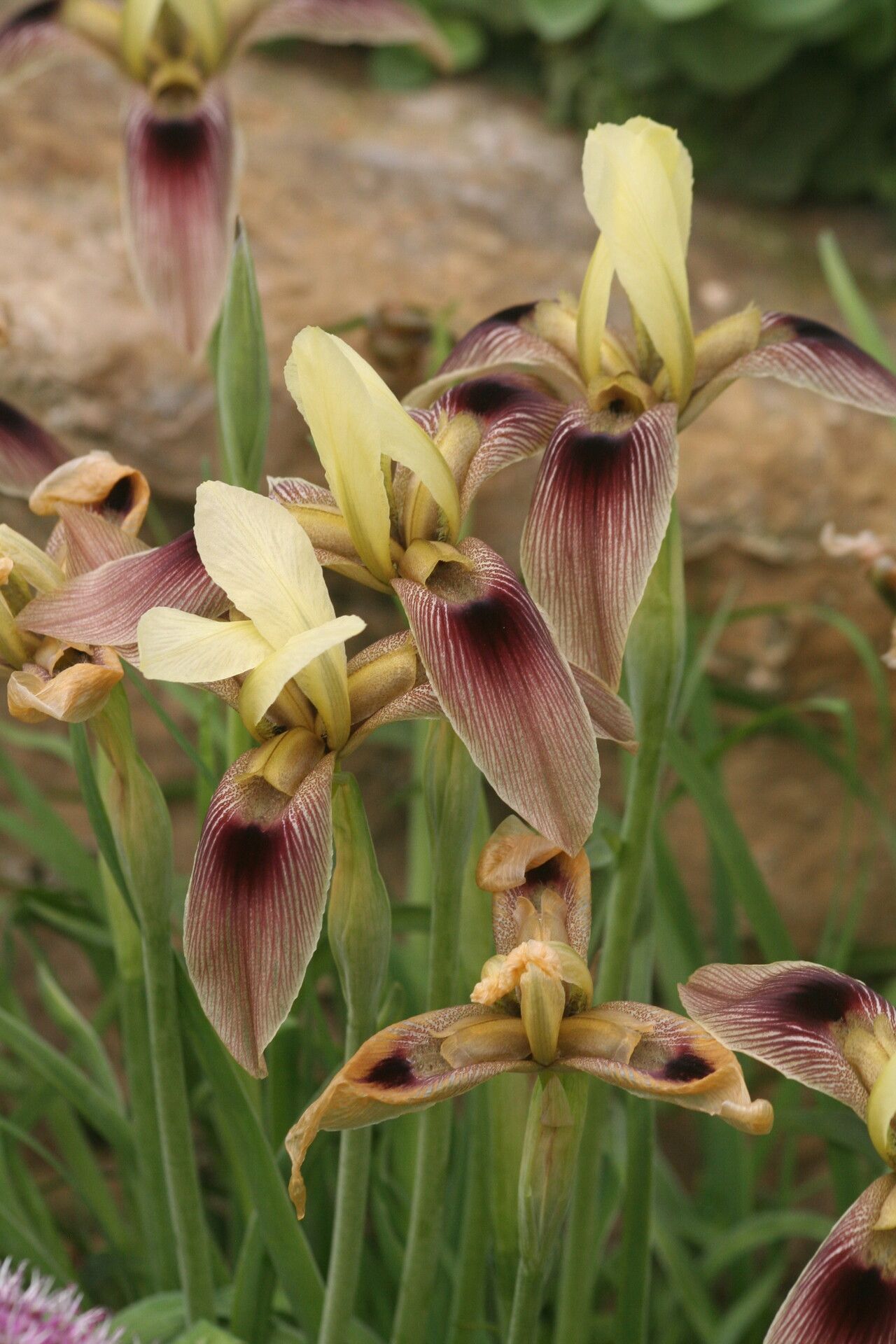 Iris afghanica